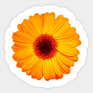 Cheerful Yellow Gerbera Daisy Sticker